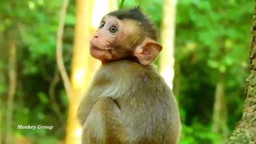 可爱的罗拉在线观看,在线观看的甜蜜冒险之旅  第2张